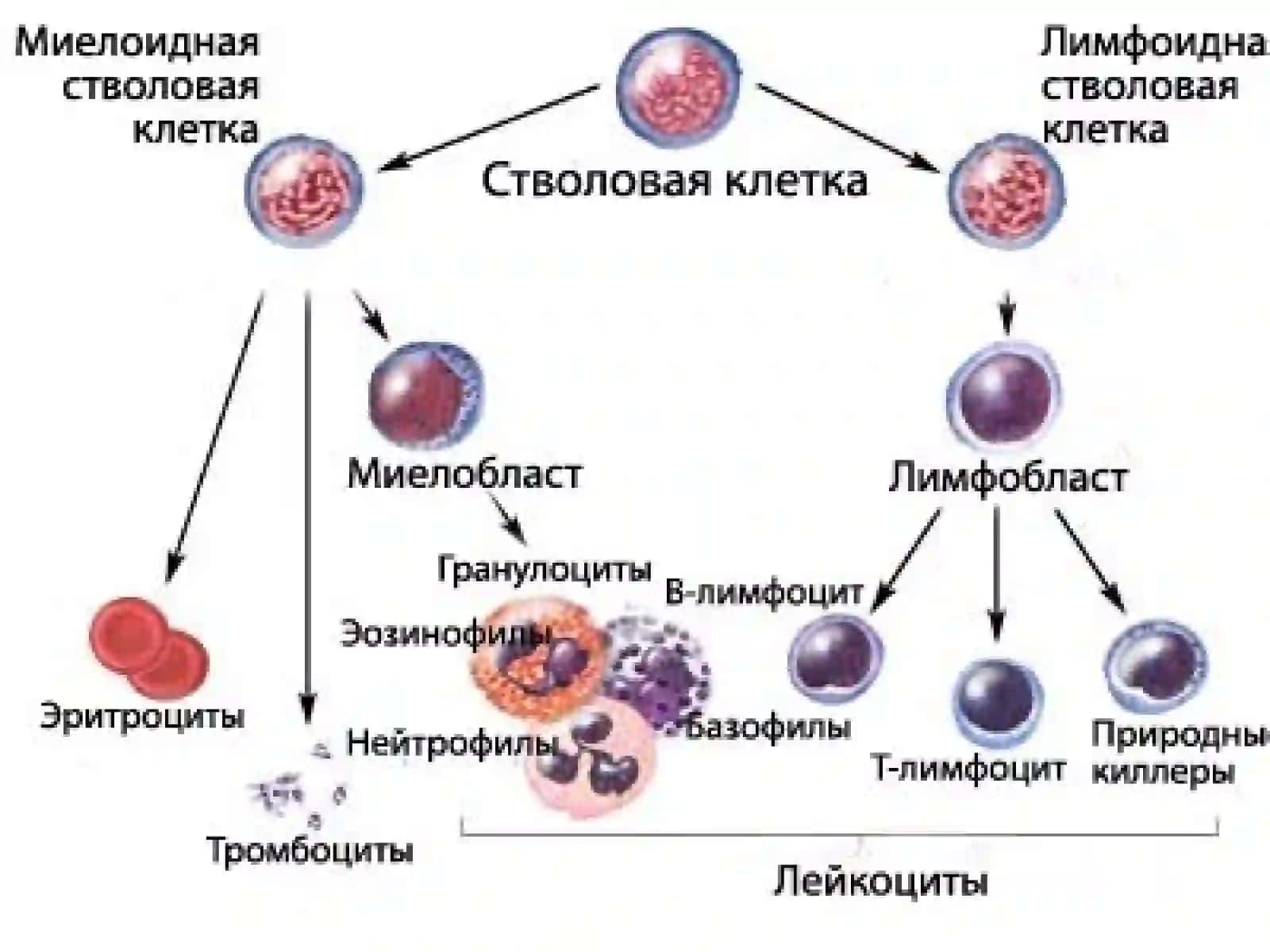 Лейкозлар 3