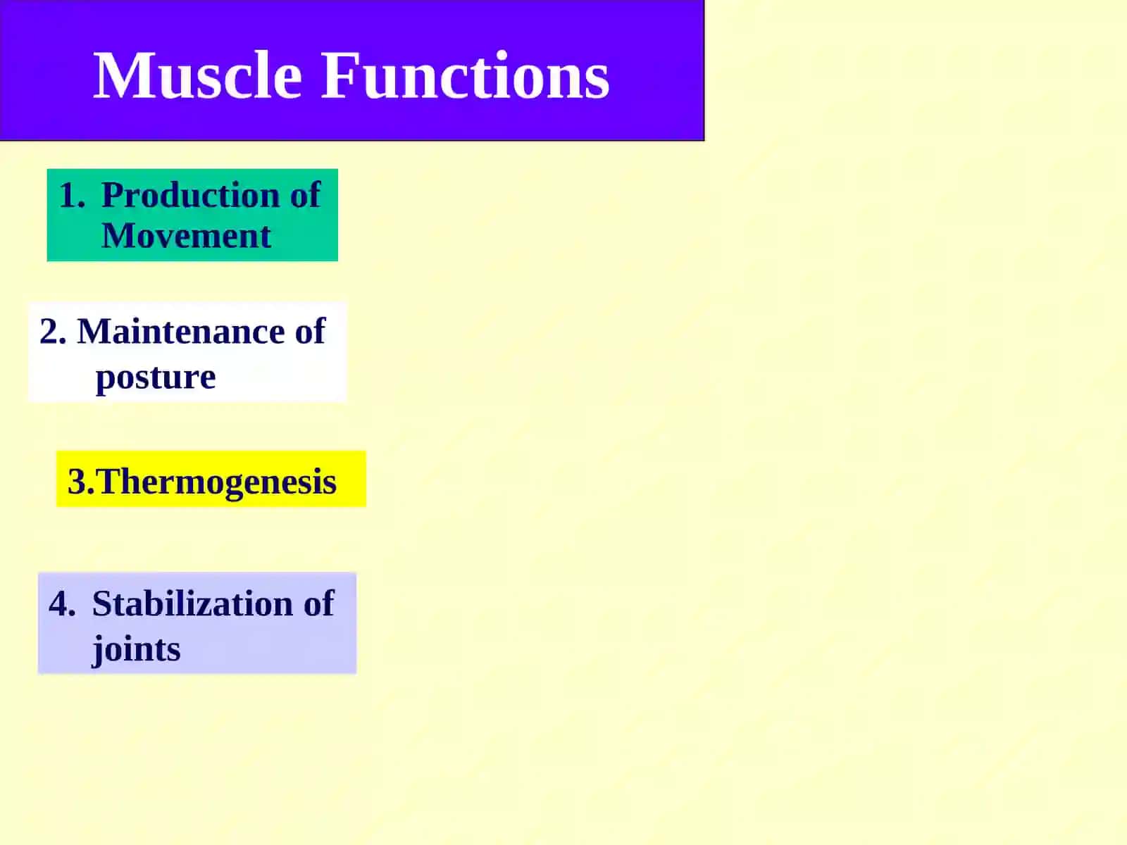 MUSCLES 3
