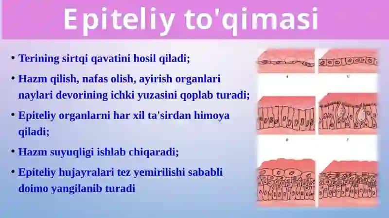 To'qimalar, organlar va organism 3