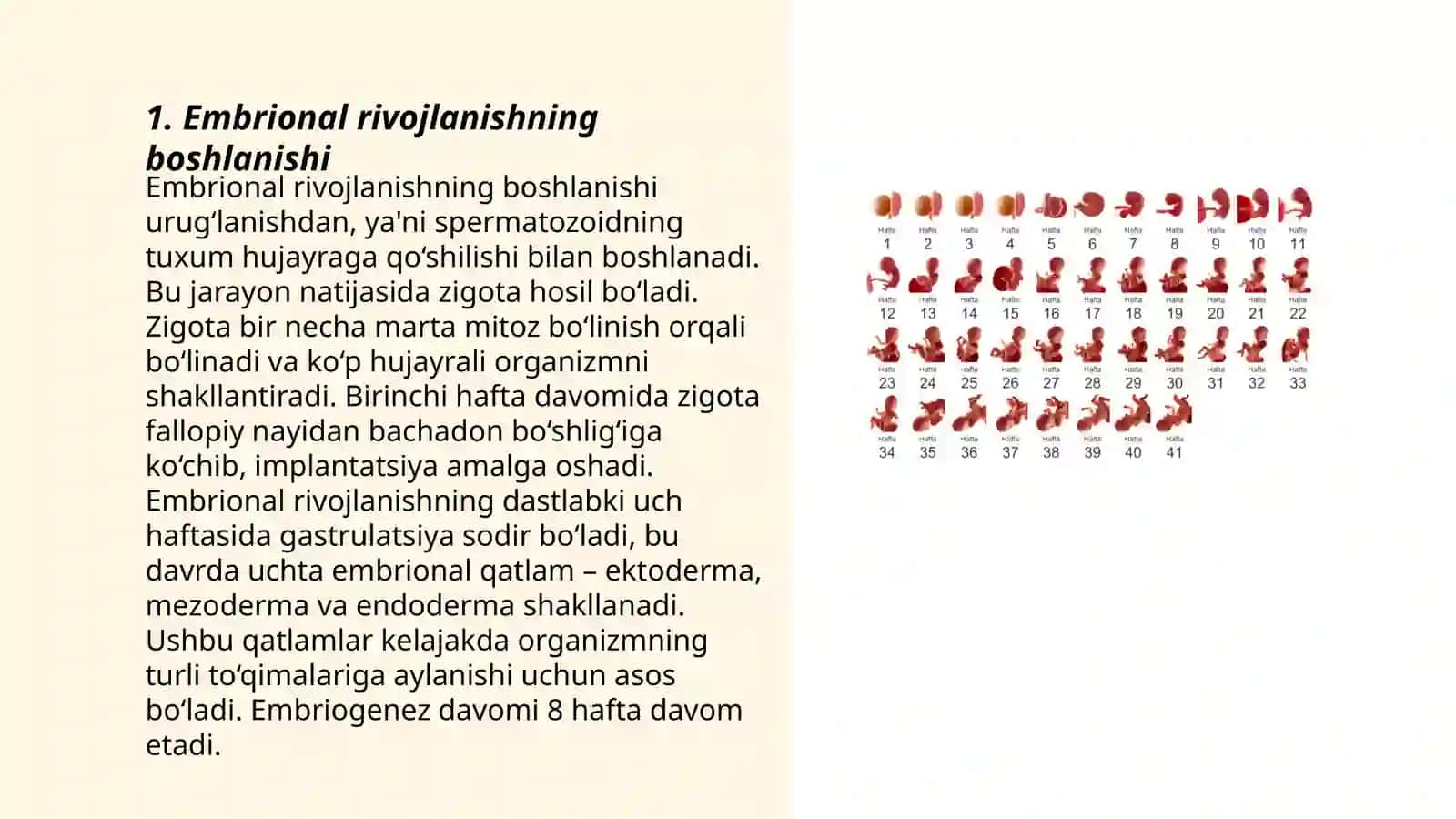 Embirional rivojlanish, gasturulatsiya maydalanish 3
