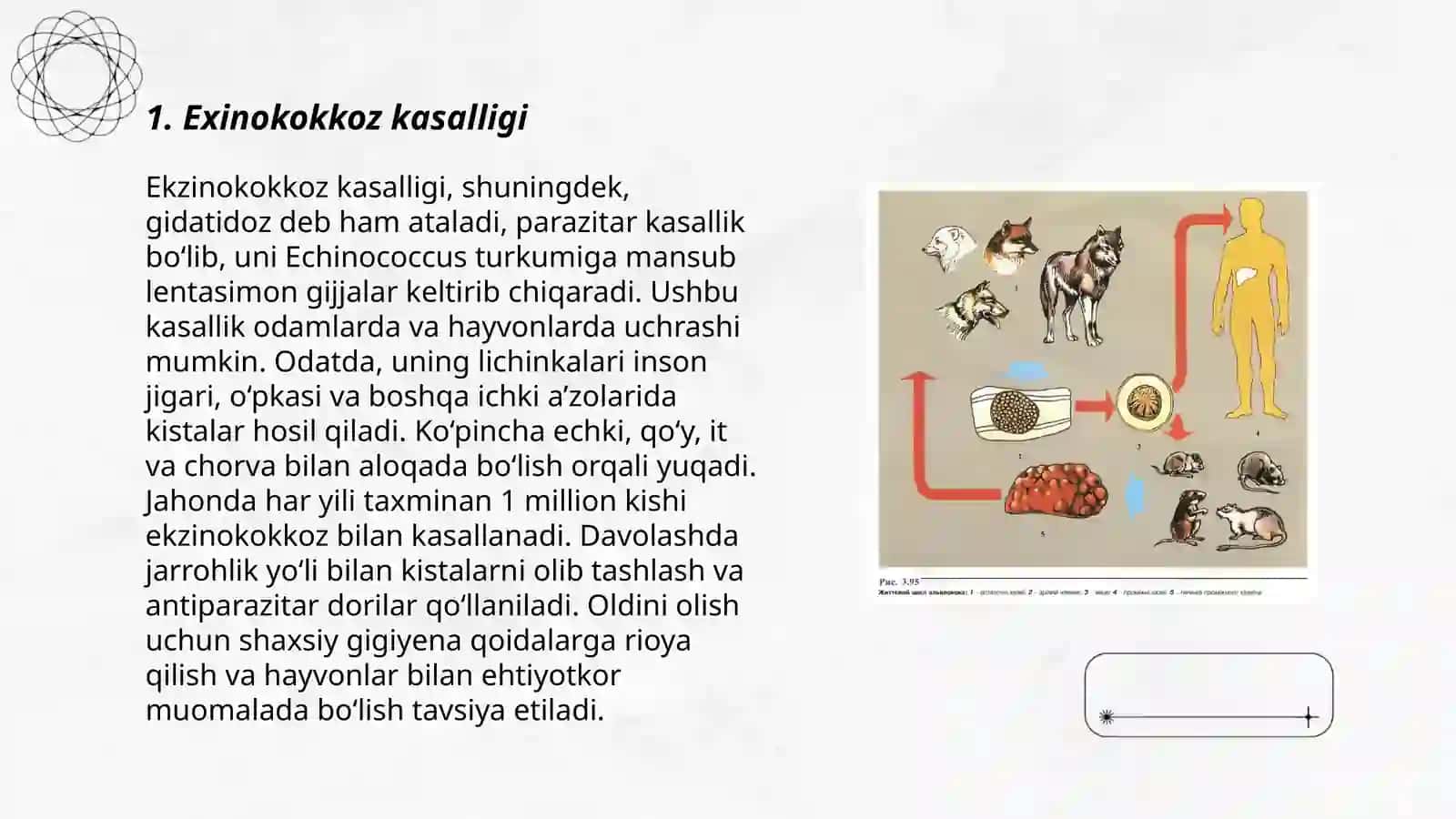 Exinokokk 3