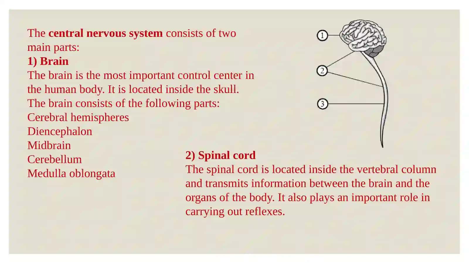 The central nervous system 3