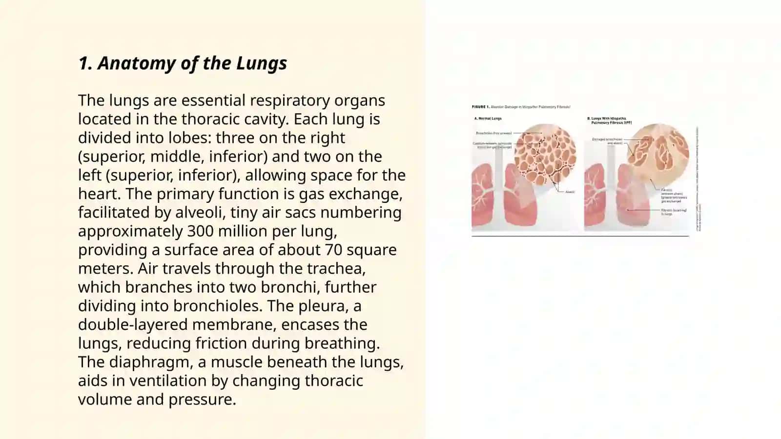 Anatomy of the Lungs 3