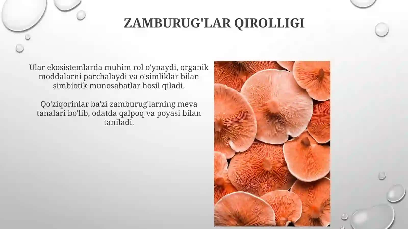 Zamburug'lar Qirolligi 3