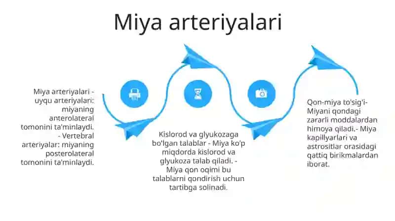 Miya anatomiyasi va qon ta'minoti 3