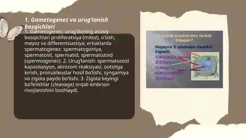 Hujayra ontogenezining rivojlanish bosqichlari 3