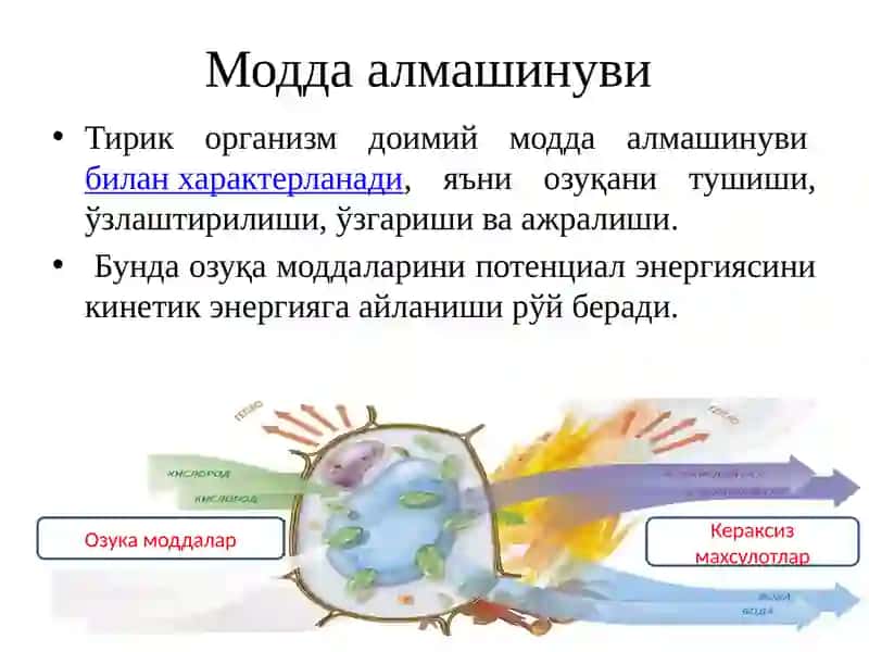 Болаларда модда алмашинуви ва энергия алмашинуви 3