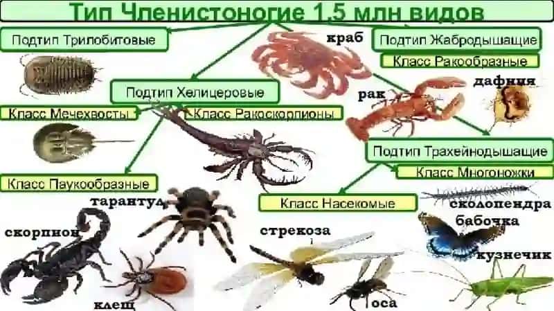 Bo‘g‘imoyoqlilar (Arthropoda) tipi 3