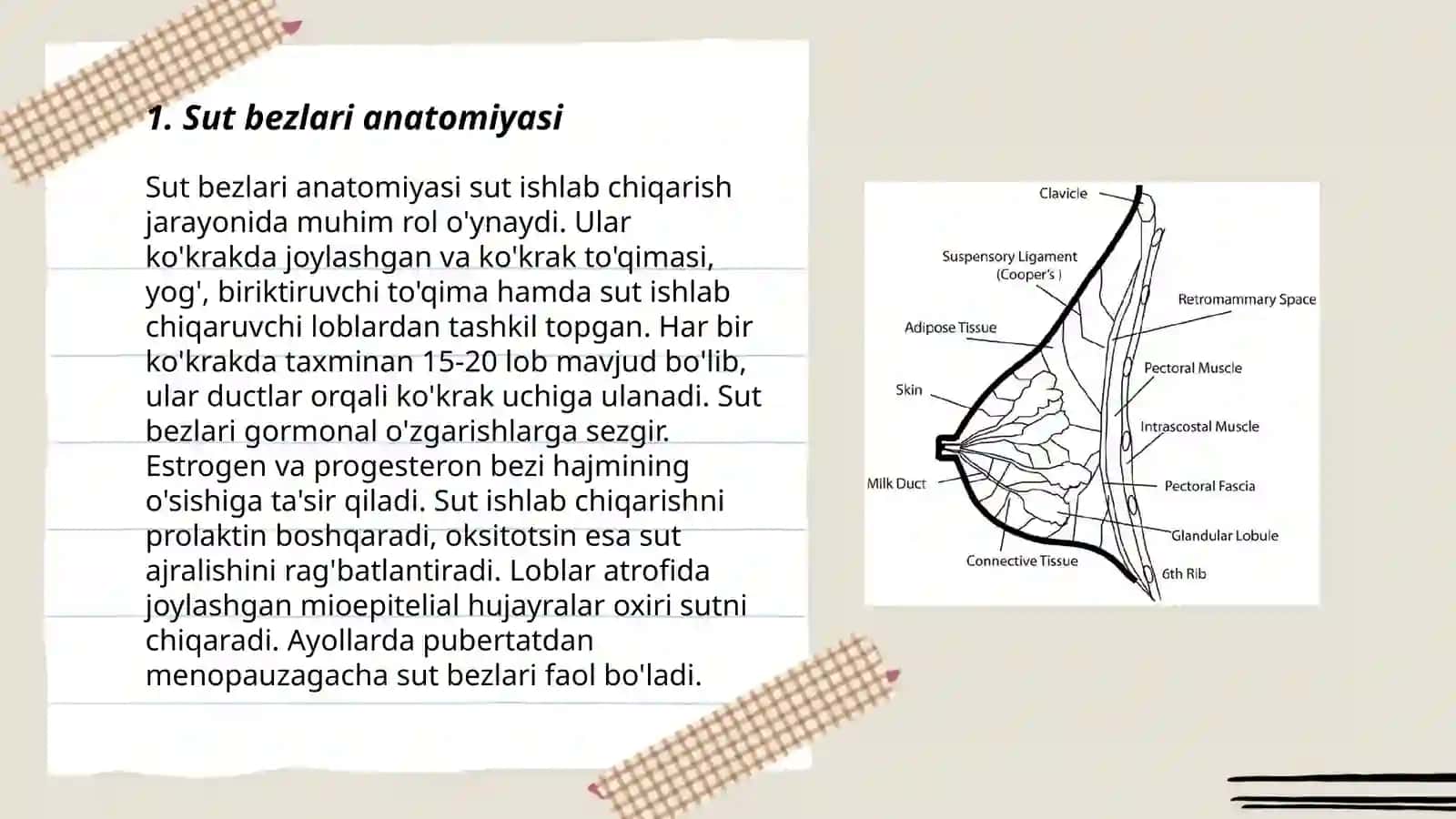 Sut bezlari anatomiyasi 3