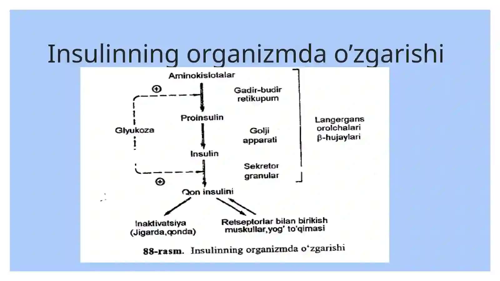 Uglevodlar almashinuviga gormonlarning ta'siri 3