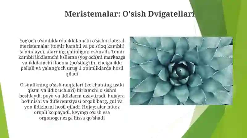 Meristemalar: O'sish Dvigatellari 3