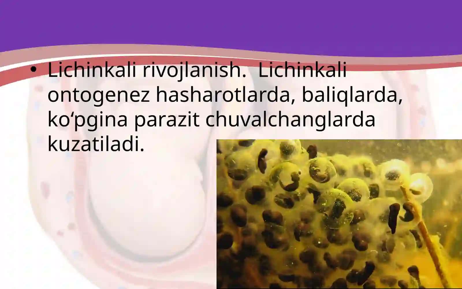 “Embrional rivojlanish davri” mavzusi dars ishlanmasi 3