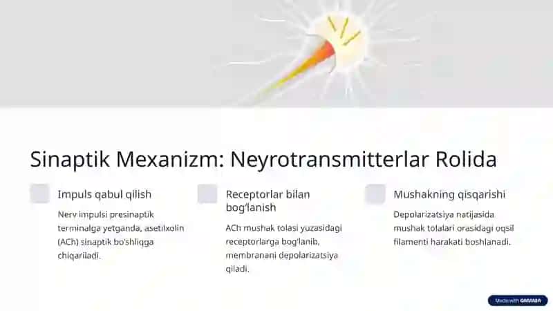 Nerv-Mushak Urchuqlarining Tuzilishi va Ishlash Printsipi 3