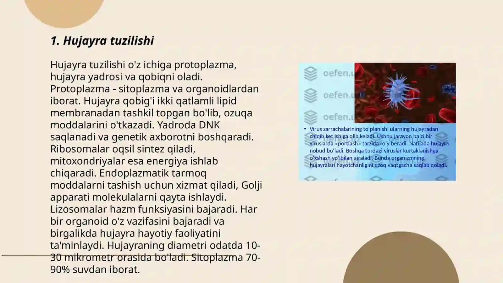 Hujayra tiplari 3
