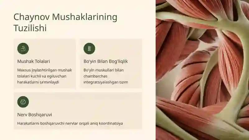 Chaynov Mushaklari: Anatomiyasi va Vazifalari 3