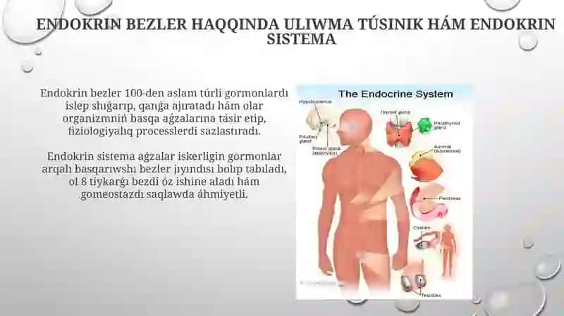 Endokrin bezler 3