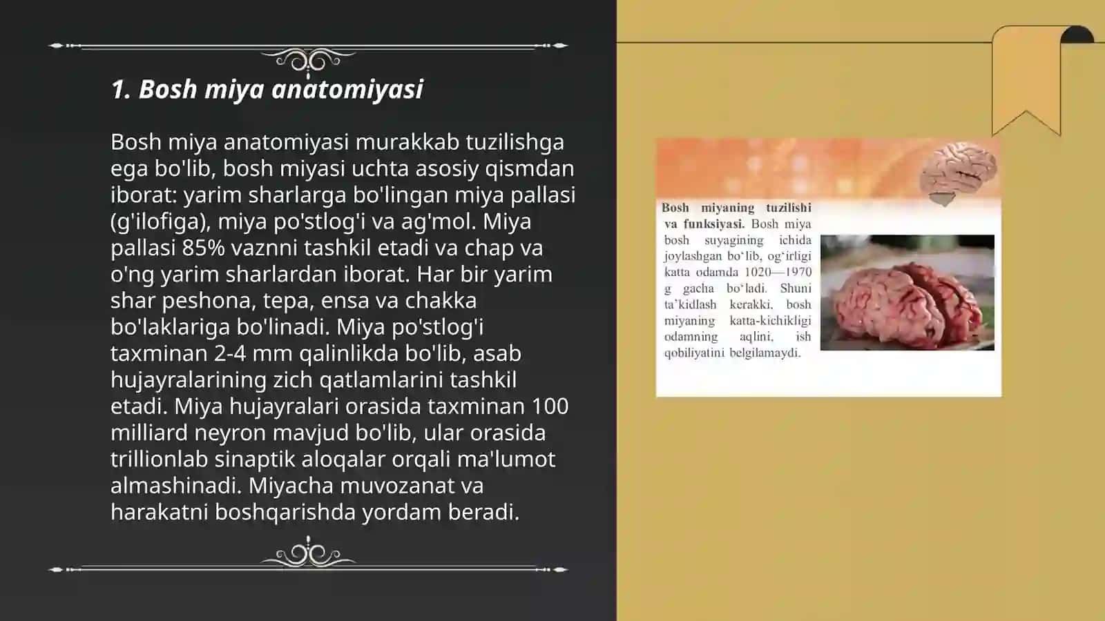 Bosh miya anatomiyasi 3
