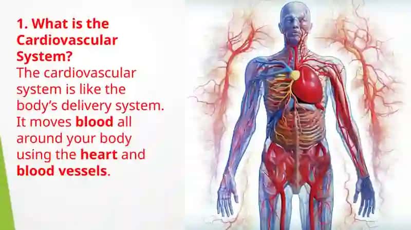 Heart and a vascular system 3
