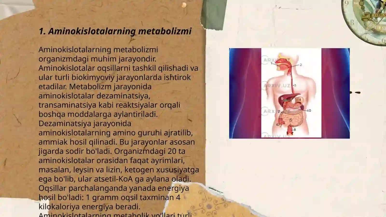 Aminokislotalar almashinuvi 3