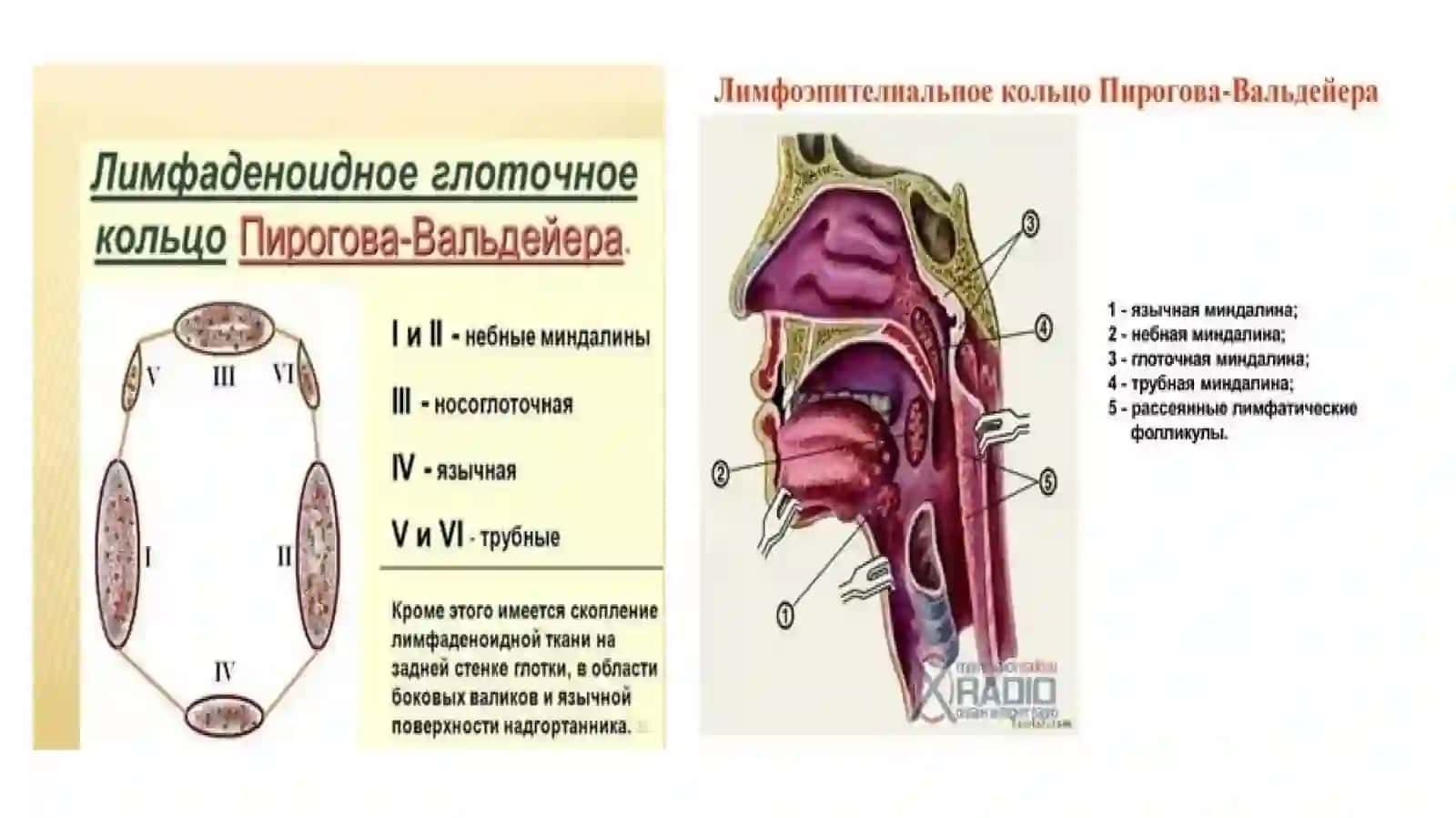 ОҒИЗ ҲАЛҚУМРАКИ: ЭТИОПАТОГЕНЕЗ, ДИАГНОСТИКА ВА ДАВОЛАШ УСУЛЛАРИ ТАСНИФИ 3