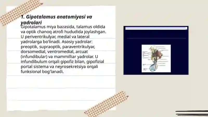 Gipotalamus-gipofizar tizim 3