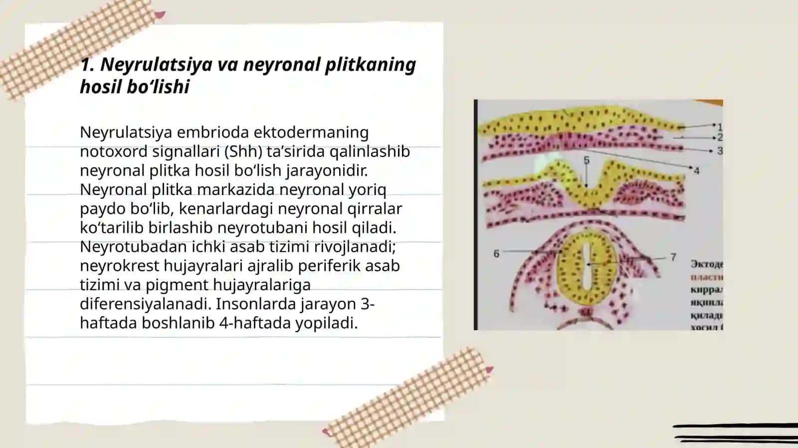 Asab tizimining ontogenezi 3
