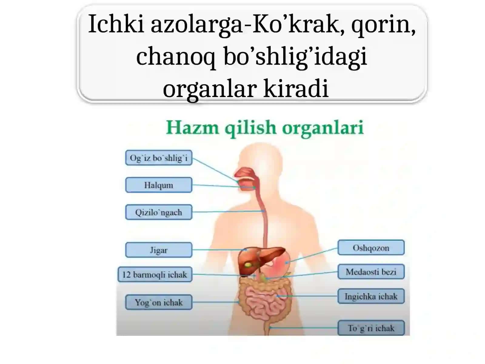Ovqat hazm qilish 3