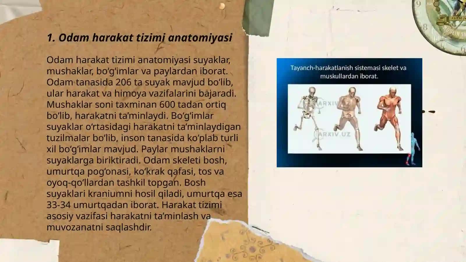 Odam harakat tizimi anatomiyasi 3