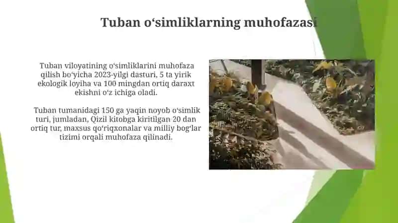 Tuban oʻsimliklar 3