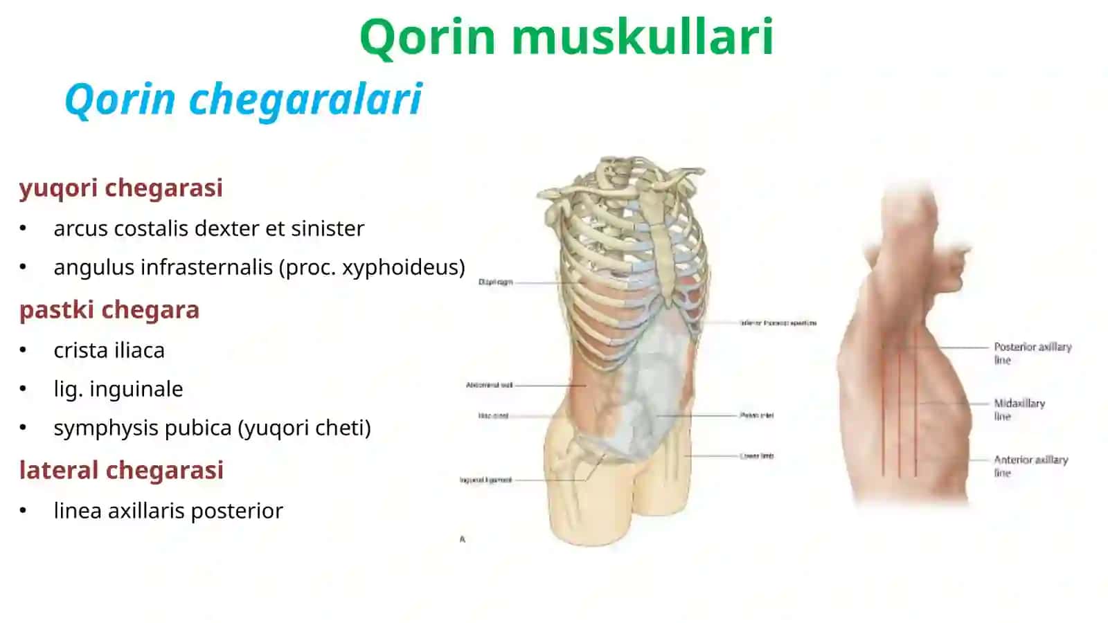 Anatomiya 3