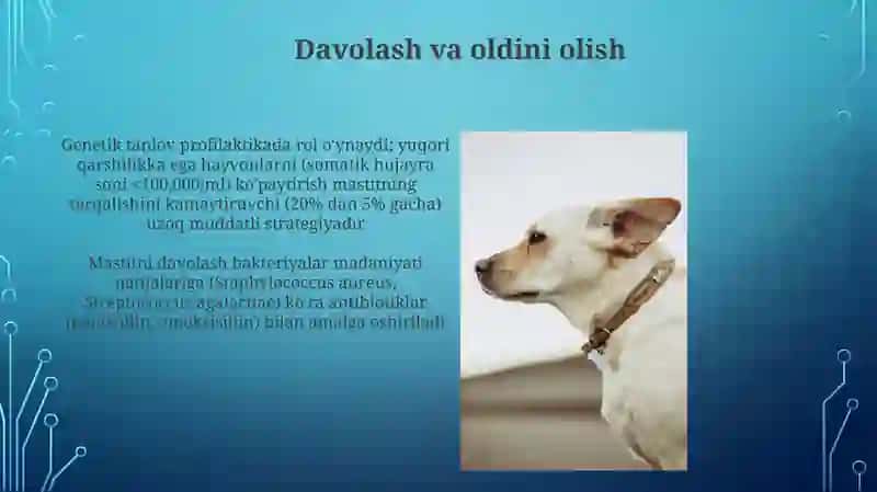 Hayvonlarda zardobli mastit 3