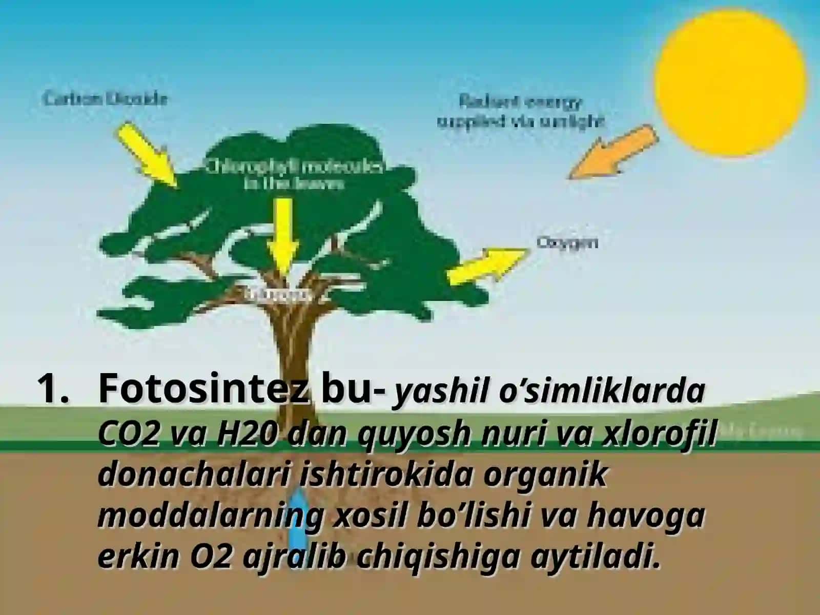 FOTOSINTEZ 3