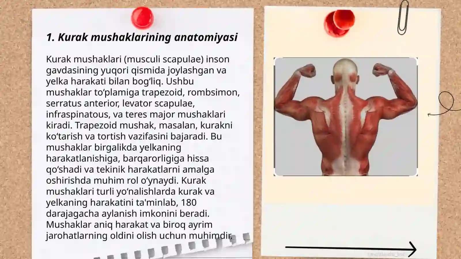Kurak mushaklari anatomiyasi 3