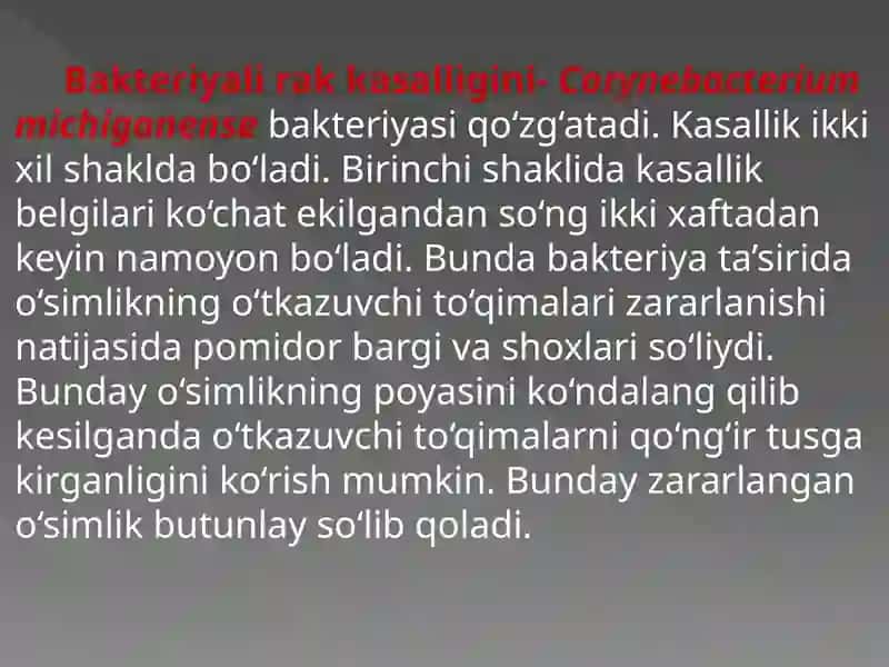 Pomidorni Bakteriyali rak kasalligi 3