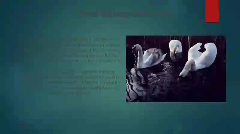 Filtr Oziqlantirishning Evolyutsion Ahamiyati 3