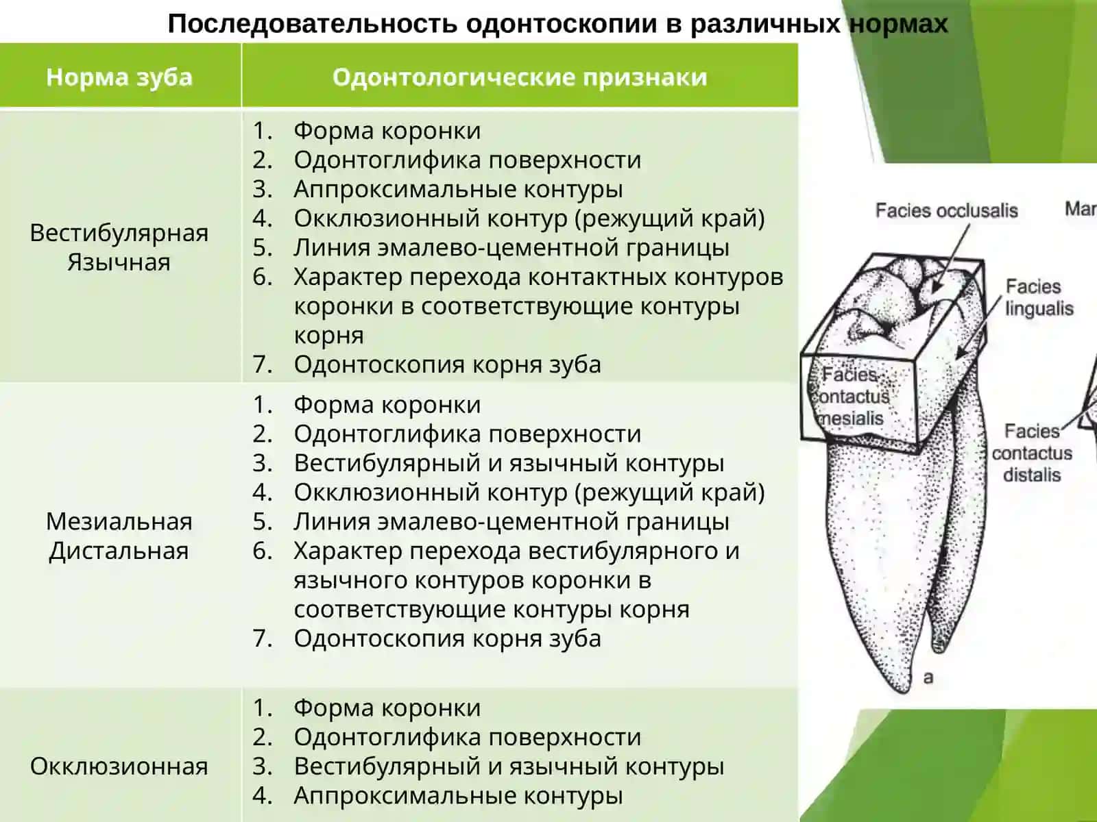 ЧАСТНАЯ АНАТОМИЯ ЗУБОВ 3