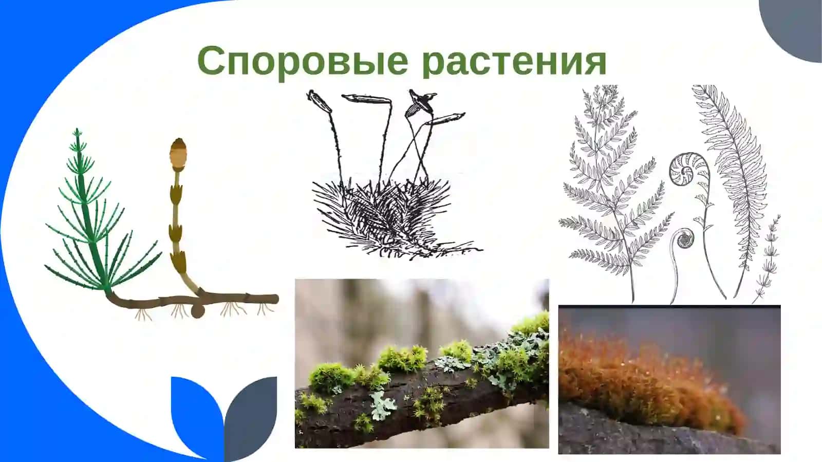 ВТОРОЙ РАЗДЕЛ БОТАНИКИ 3