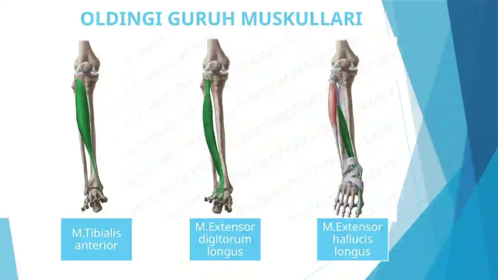 Boldir muskullari anatomiyasi 3