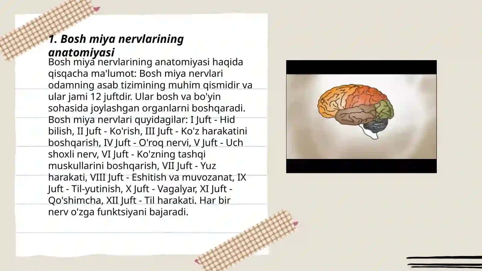 Bosh miya nervlarining anatomiyasi 3