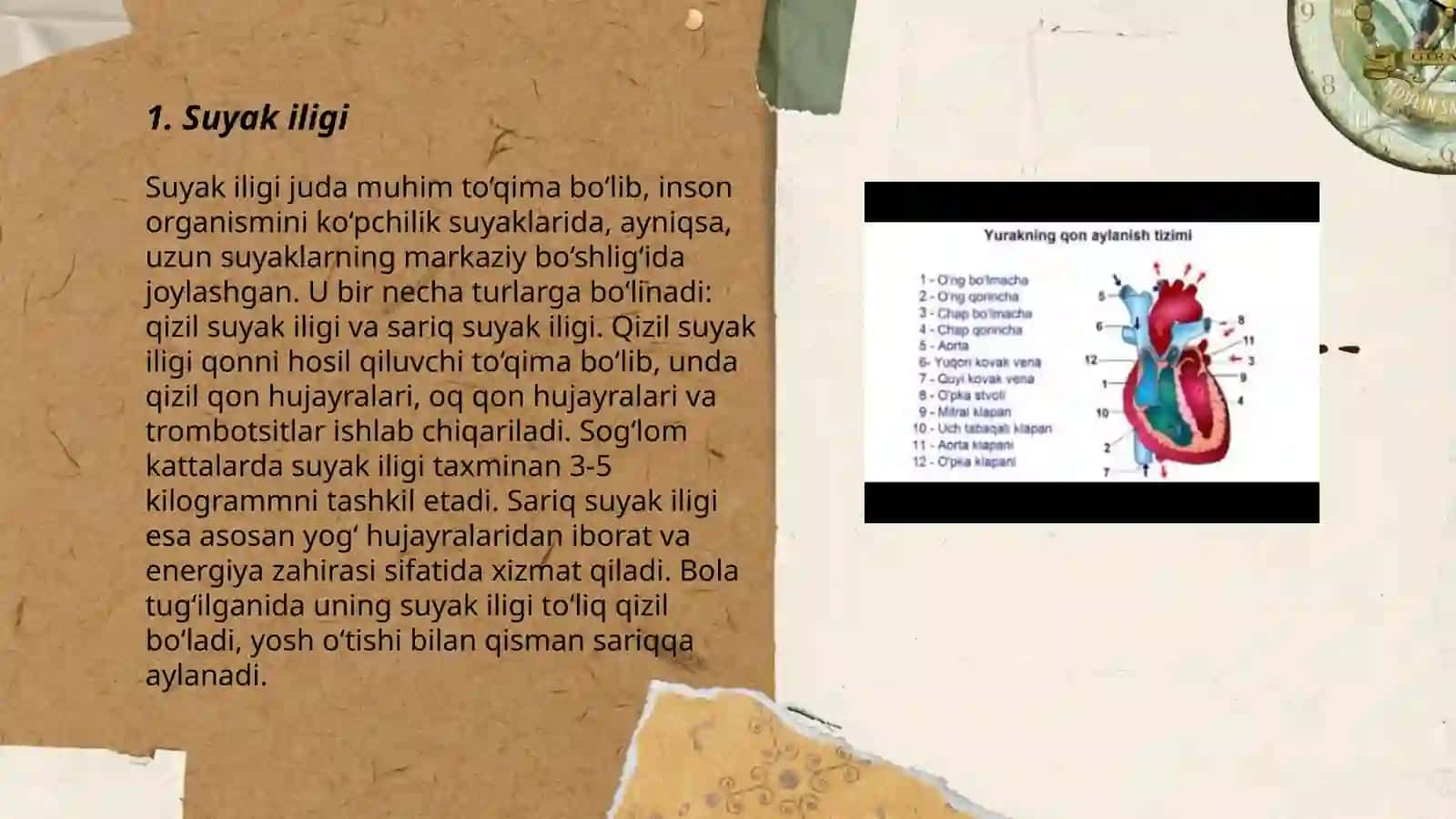 Immun tizimining markaziy organlari 3