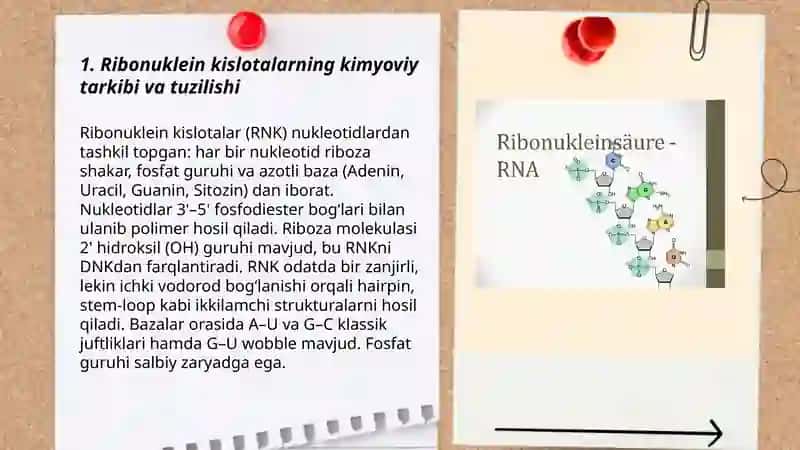 Ribonuklein kislotalar 3