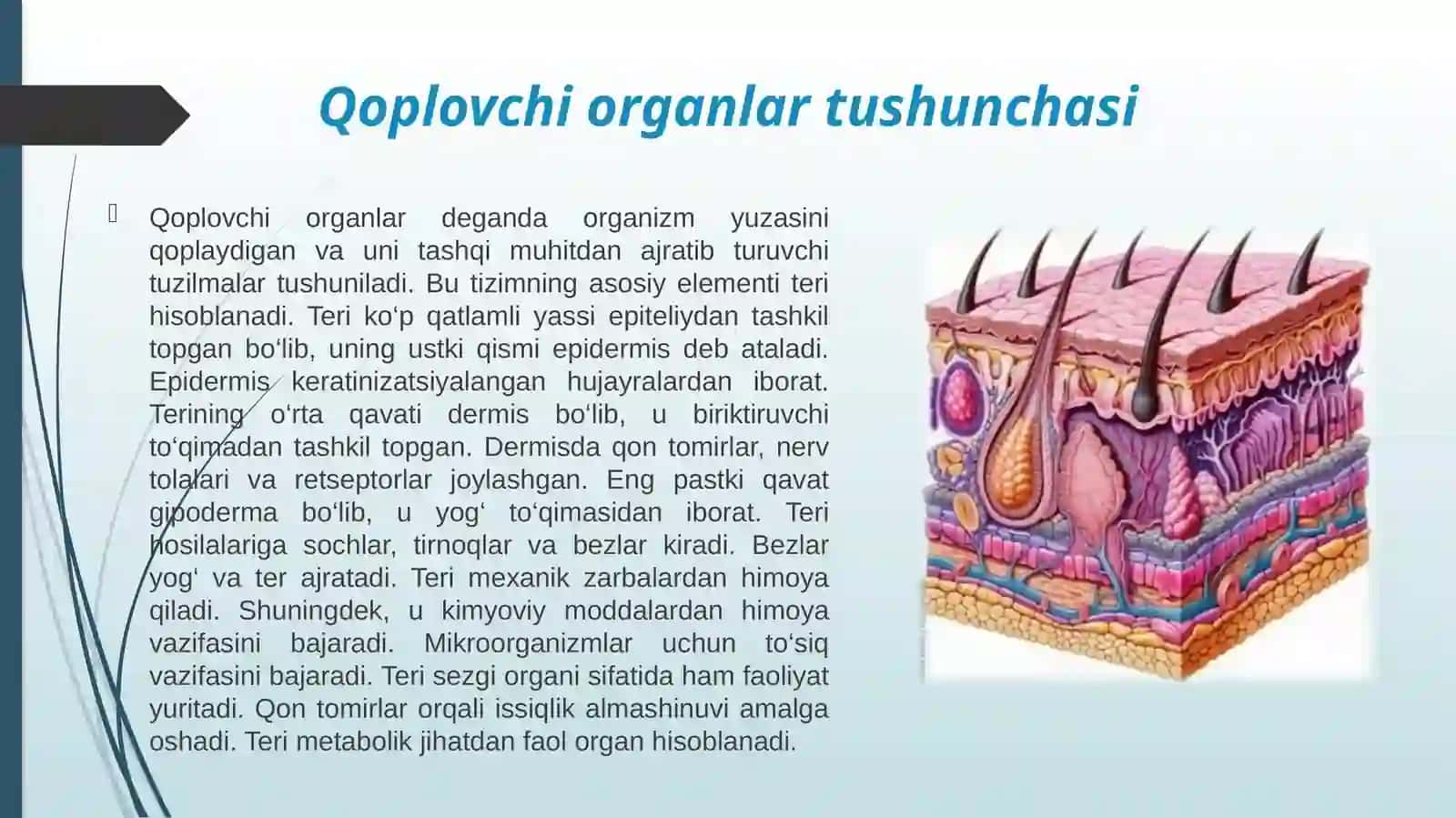 Qoplovchi organlar onto filogenezi.pptx 3