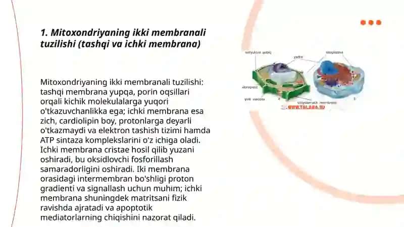 Hujayra Organoidlari 3