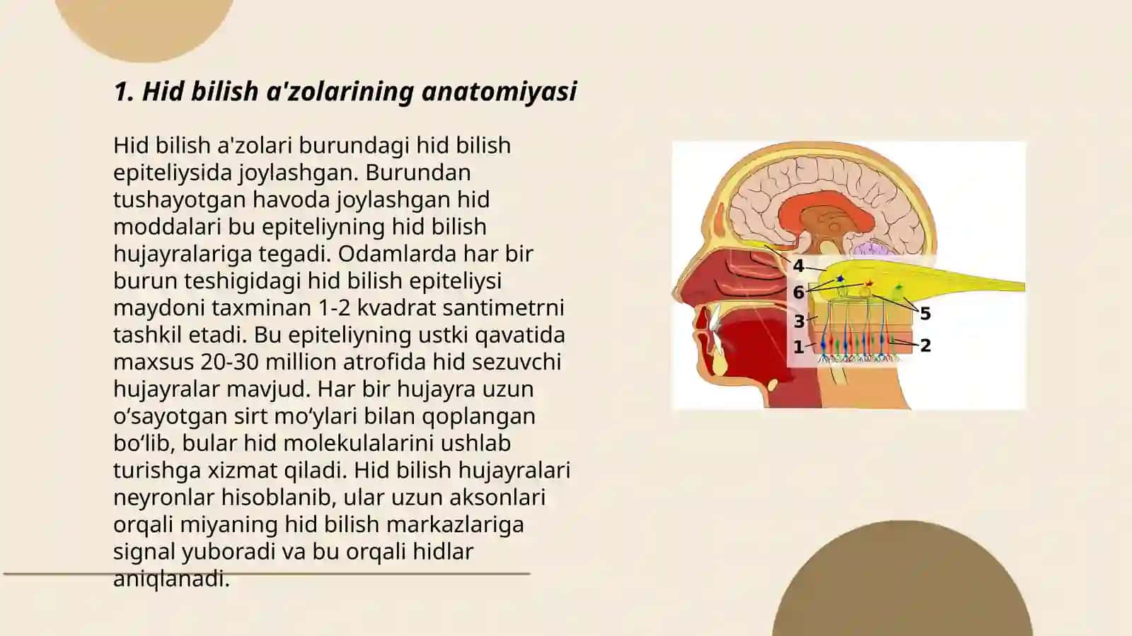 Hid bilish a'zolarining anatomiyasi 3