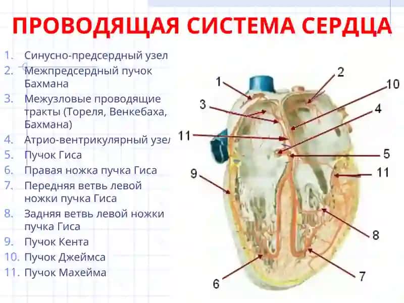Кафедрапатофизиологии 3
