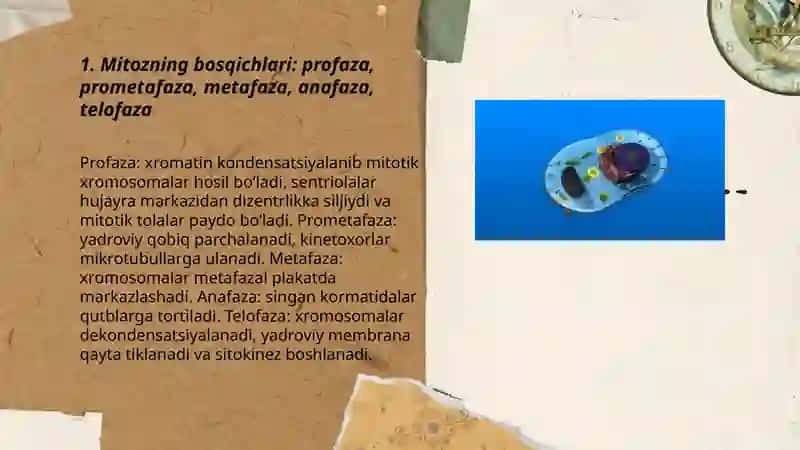 Hujayralarning Mitotik va Meyotik Bo'linishi 3