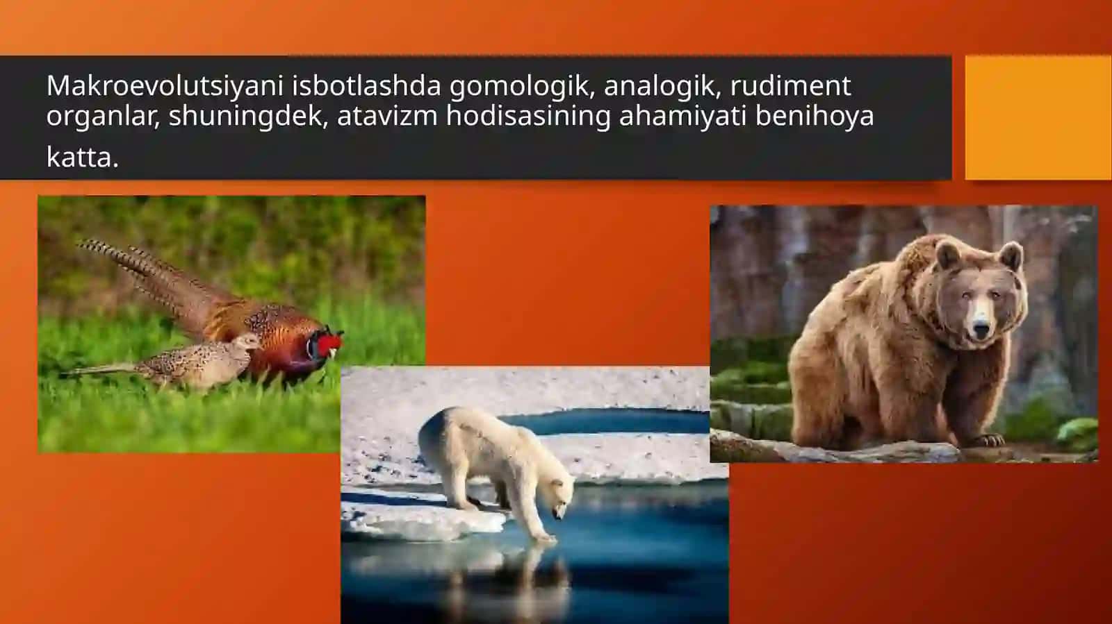 GOMOLOGIK VA ANOLOGIK ORGANLAR 3