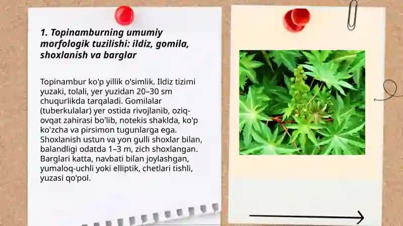 Topinambur va batat 3