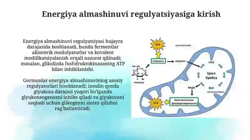 Energiya almashinuvi boshqarilishi(biokimyosi) 3