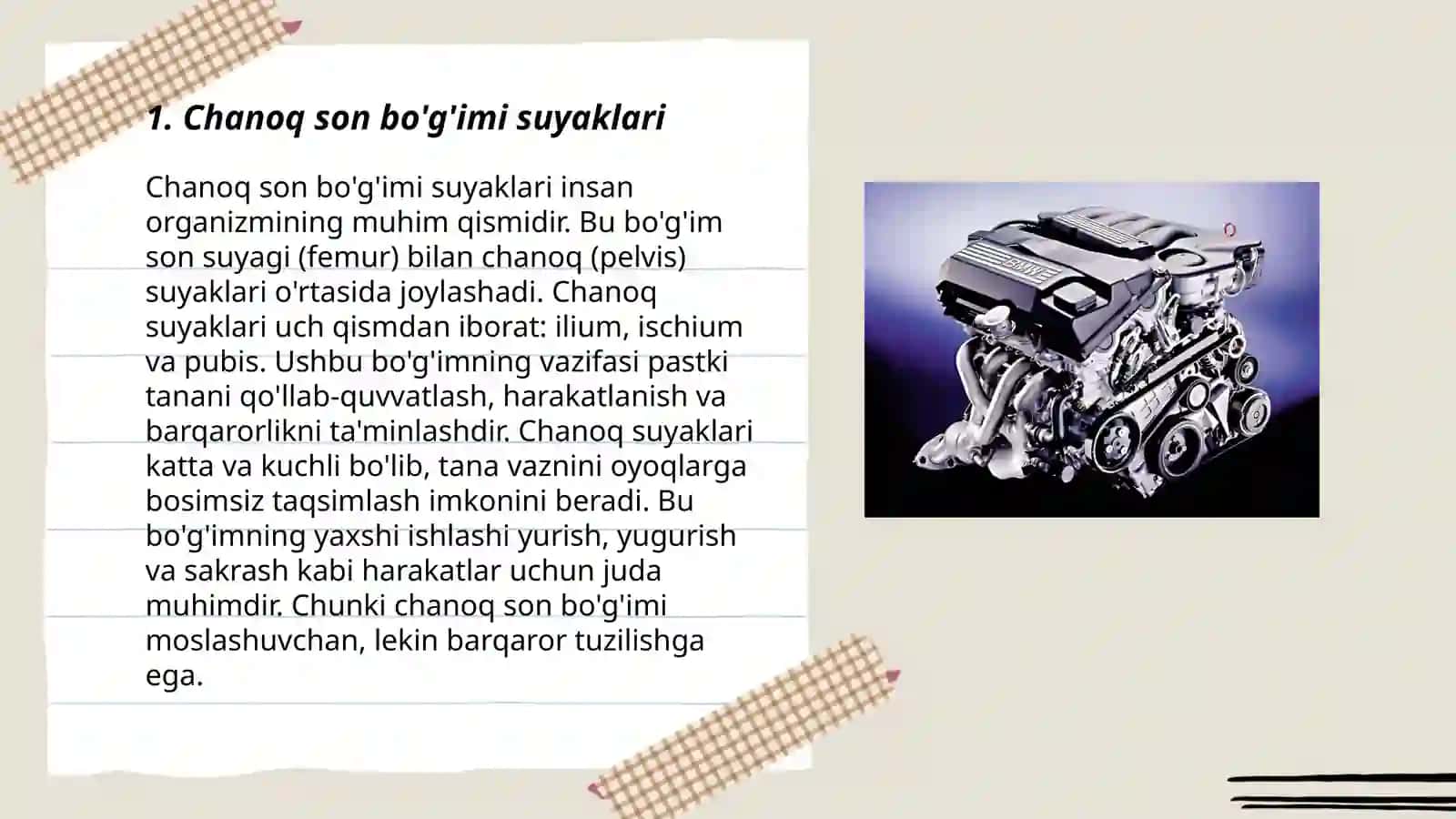 Chanoq son bôğimi anatomiya 3